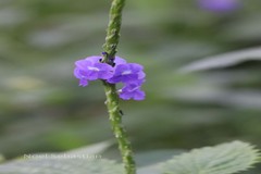 Stachytarpheta jamaicensis